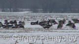 Video of Red-breasted goose - Red-breasted Goose with Greylag Goose eating grass in winter snow fields